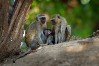 Kockodan cervenozeleny - Chlorocebus pygerythrus cynosuros - Vervet Monkey o2406